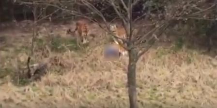 เสือกัดคน