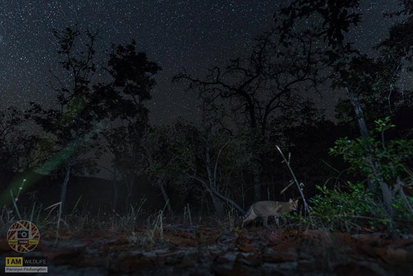 เสือกระต่าย