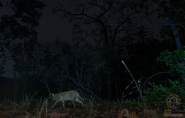 เสือกระต่าย