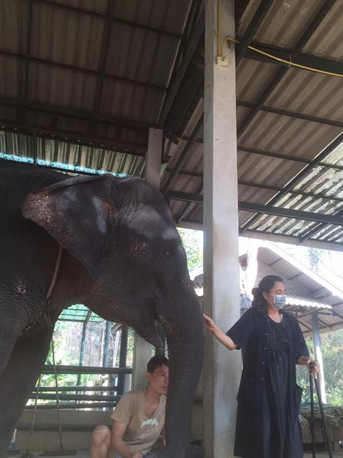 มูลนิธิเพื่อนช้าง