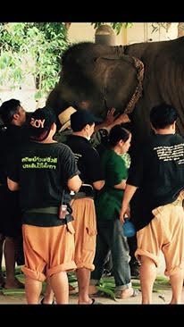 มูลนิธิเพื่อนช้าง