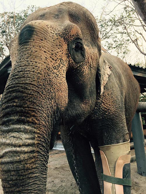 มูลนิธิเพื่อนช้าง