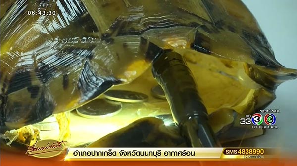 เต่าออมสิน