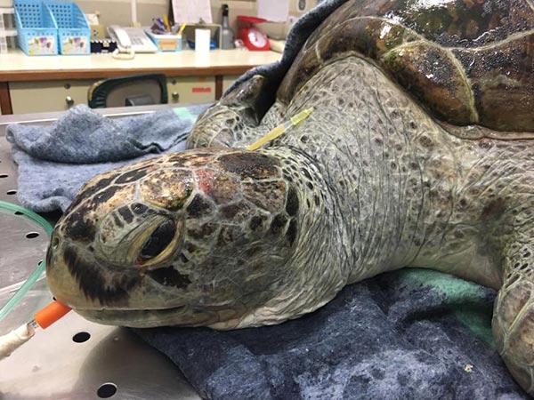 เต่าออมสิน