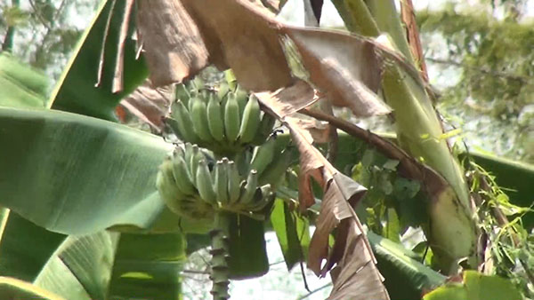 ขโมยกล้วยวัด