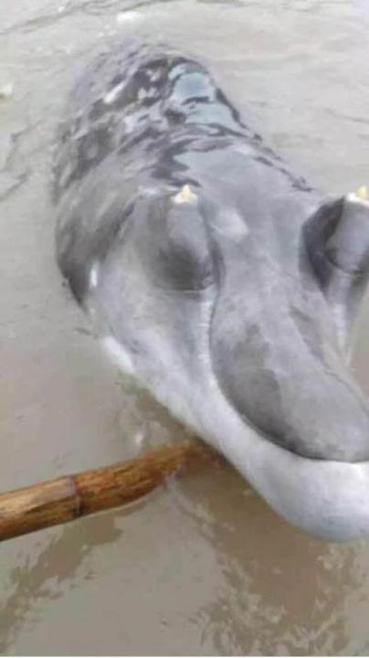 สัตว์ประหลาด