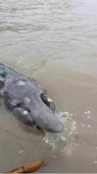 สัตว์ประหลาด