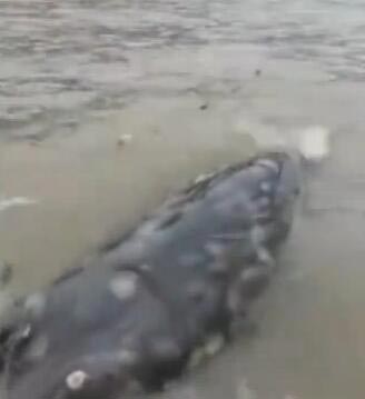 สัตว์ประหลาด