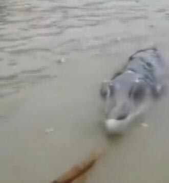 สัตว์ประหลาด