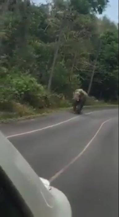 ตะโกนแกล้งช้าง