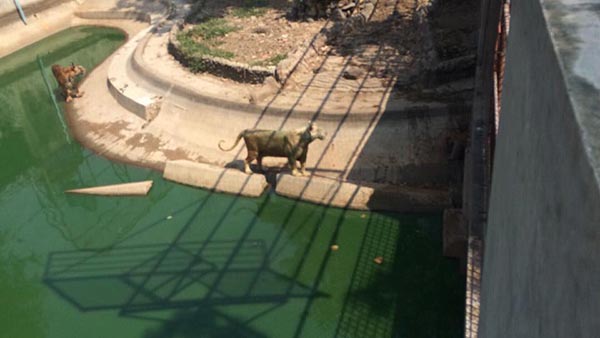 ฟาร์มจระเข้