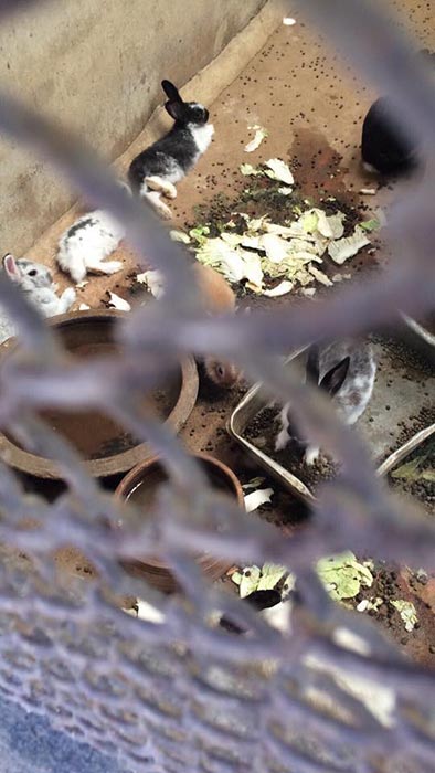 ฟาร์มจระเข้