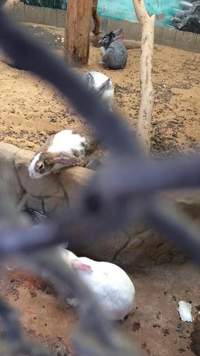 ฟาร์มจระเข้