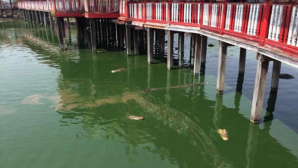 ฟาร์มจระเข้