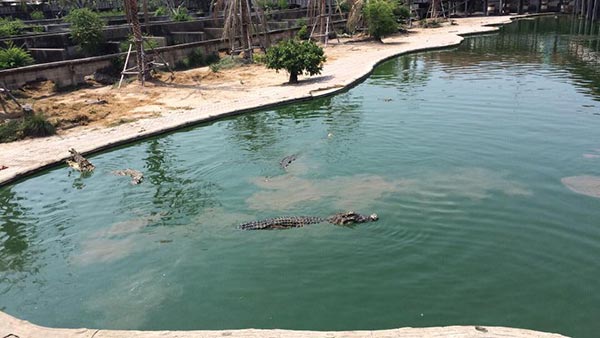 ฟาร์มจระเข้