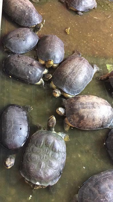 ฟาร์มจระเข้