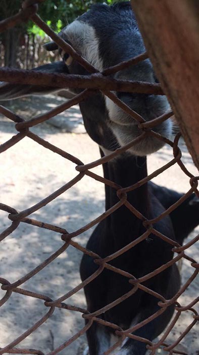 ฟาร์มจระเข้