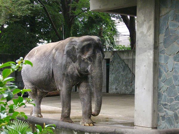 ฮานาโกะ