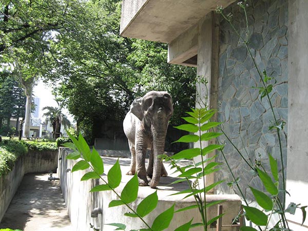 ฮานาโกะ