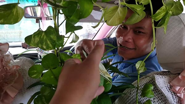 แท็กซี่ปลูกต้นไม้