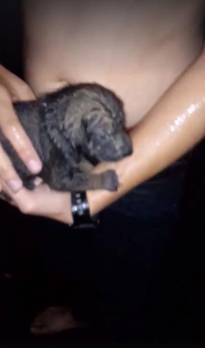 ช่วยลูกหมา