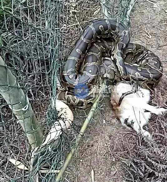 งูกินแพะ