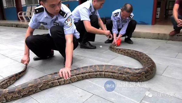 งูกินแพะ