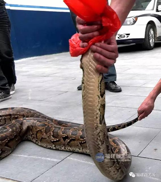 งูกินแพะ