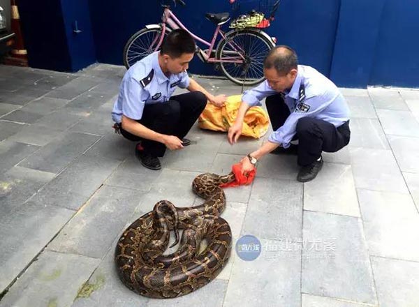 งูกินแพะ