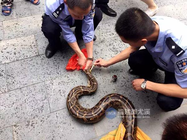 งูกินแพะ