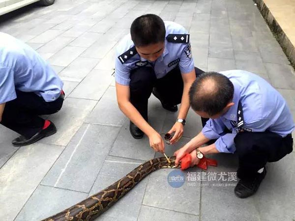 งูกินแพะ