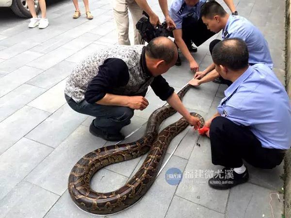 งูกินแพะ