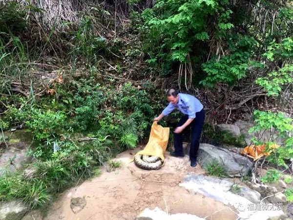 งูกินแพะ