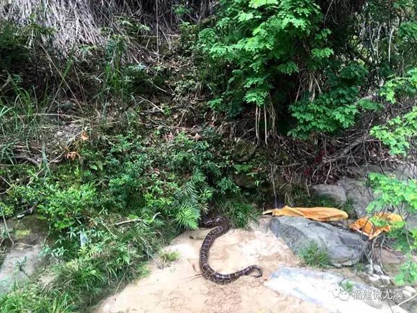 งูกินแพะ