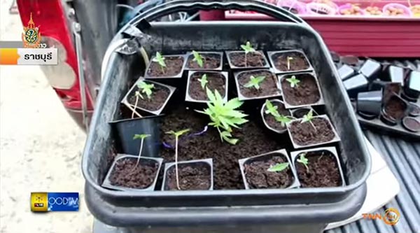 ปลูกกัญชาระบบนาโน