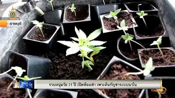 ปลูกกัญชาระบบนาโน