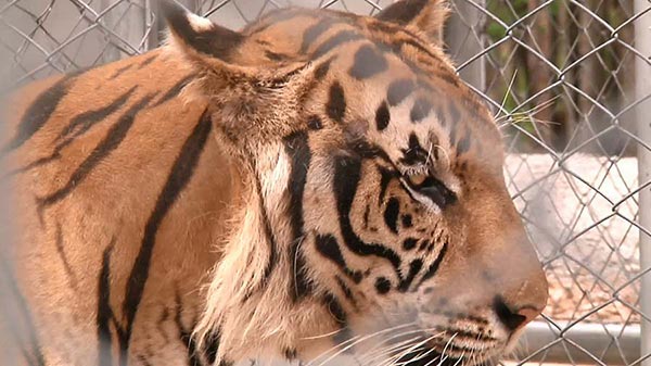 วัดป่าหลวงตาบัว