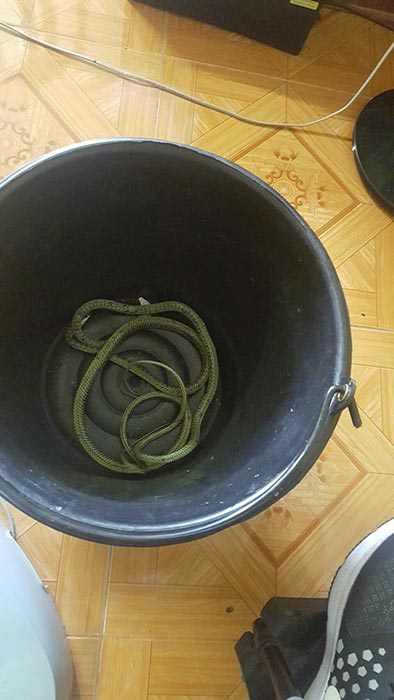 งูเข้าบ้าน