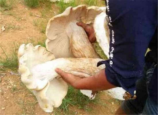 เห็ดป่ายักษ์