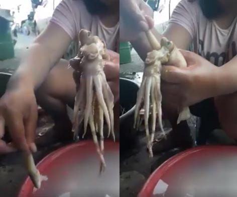 หมึกยัดไส้