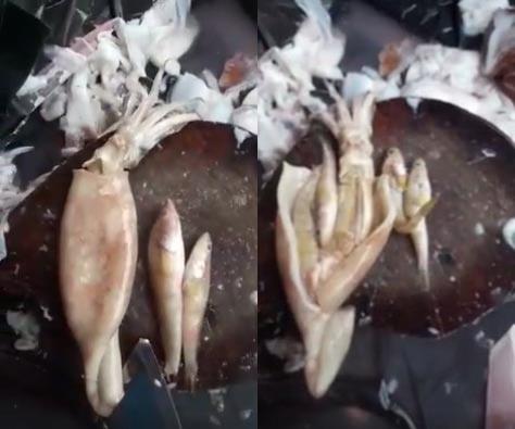 หมึกยัดไส้