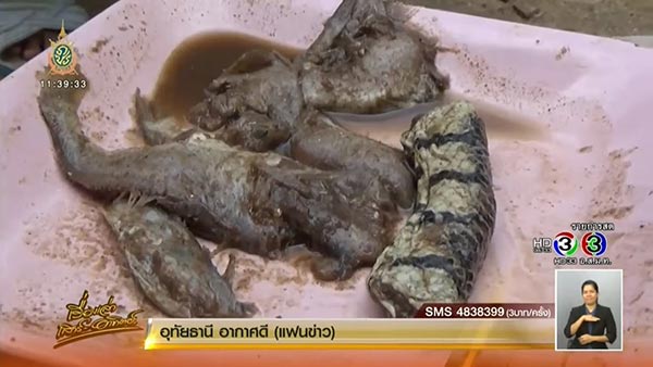 ปลาร้าซากงู