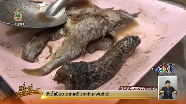 ปลาร้าซากงู