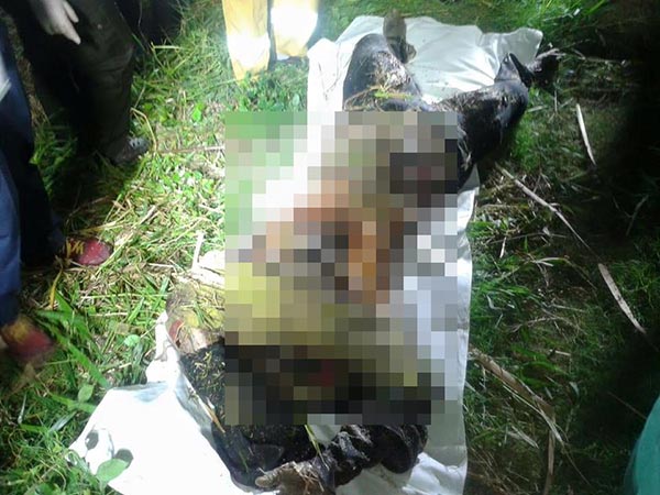 ฆ่าหมกป่า