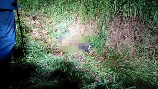 ฆ่าหมกป่า