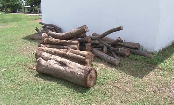 ไม้พะยูงทับบ้าน