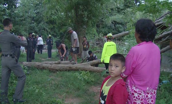 ไม้พะยูงทับบ้าน