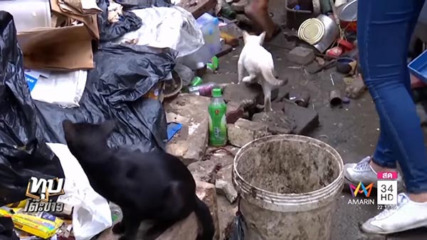 บ้านนกพิราบ