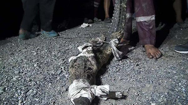 จระเข้กินเต่า