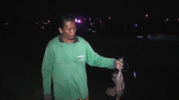 จระเข้กินเต่า